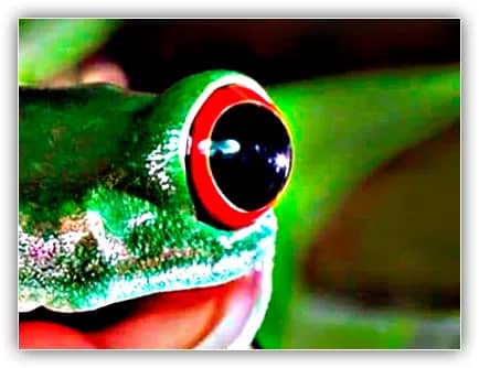 Roxo em um sapo verde? Isso não pode estar certo.