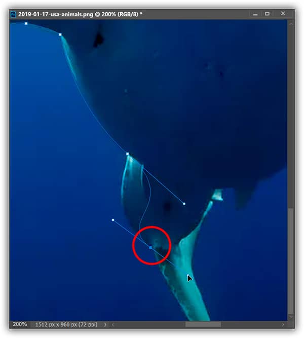 adicionar um ponto de ancoragem logo antes da curva da calda começa.