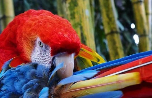 Os tópicos incluem a janela do documento, a barra de ferramentas, a barra de opções, a barra de menus e os painéis