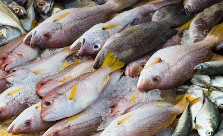 Comer peixe é extremamente benéfico para a saúde