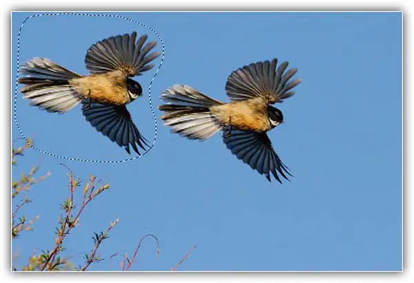 Então ainda tenho outro Pīwakawaka voando embaixo daquele que arrastei.