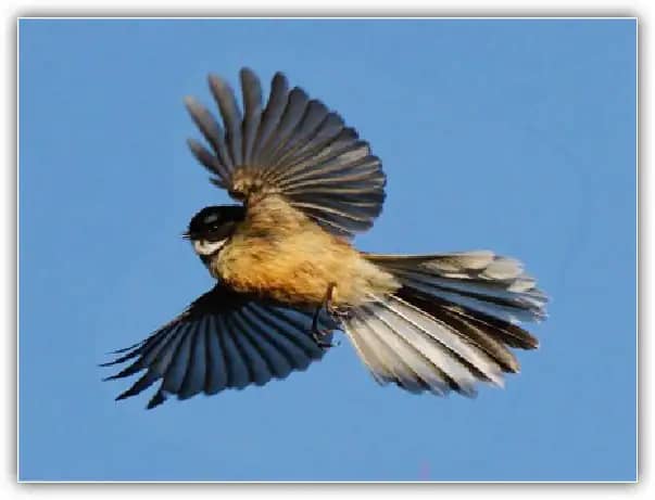 Os tons azuis diretamente ao redor do Pīwakawaka aqui são um pouco densos.