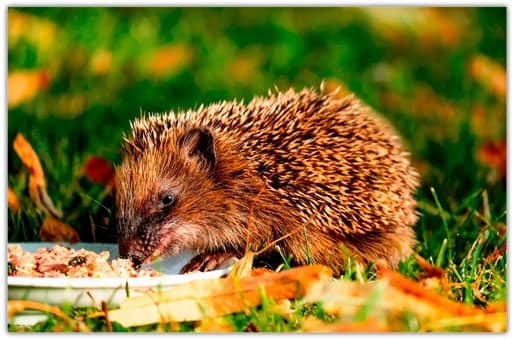 Nitidez de imagens no Photoshop